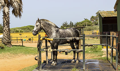 Ducha para caballos