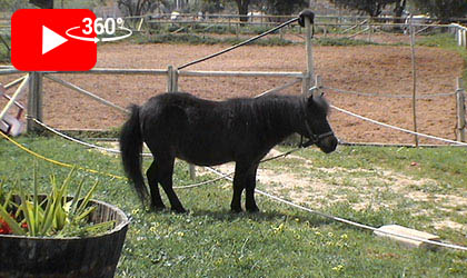Paseo en Pony