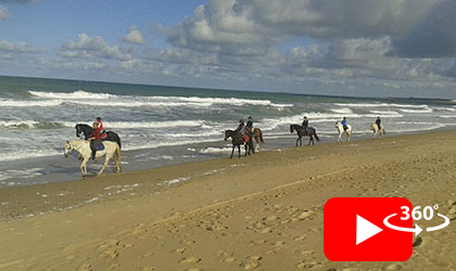 Paseos por la playa y por el bosque